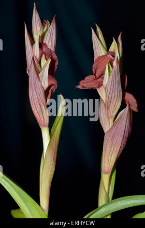 Serapias orientale - Orchidée Serapias orientalis syn. Serapias carica à partir de l'Est de la Méditerranée Banque D'Images