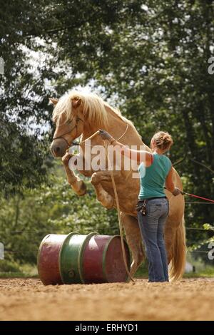 Cheval Haflinger saut Banque D'Images