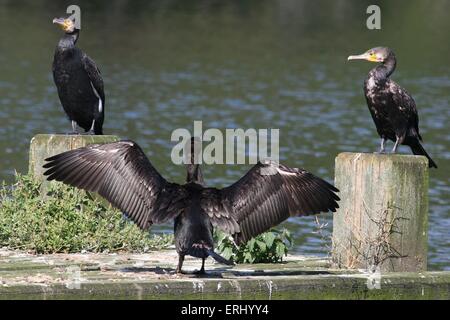 Grand Cormoran Banque D'Images
