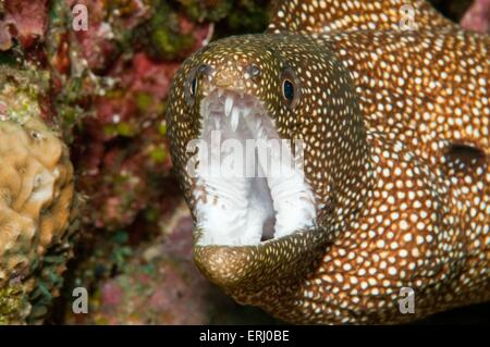 Murène whitemouth Banque D'Images