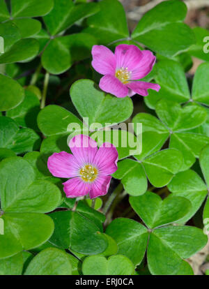 Bois Rouge Sorrel - Oxalis oregana smalliana forme humide originaire de sapin de Douglas et le séquoia côtier de l'ouest de l'Amérique du Nord Banque D'Images