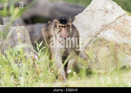 Porc macaque à queue du sud Banque D'Images