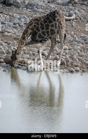 Girafe potable Banque D'Images