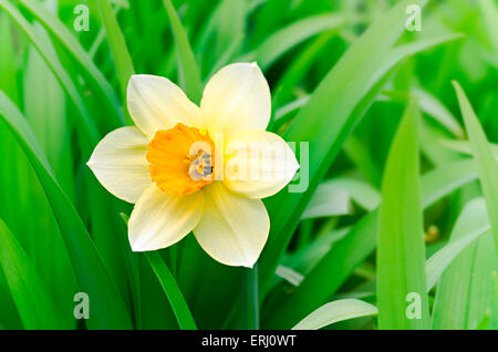 Fleurs de Narcisse Banque D'Images