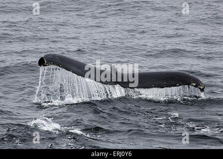 Fluke baleine à bosse Banque D'Images