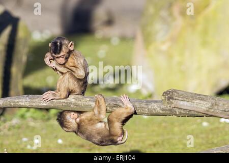 Le sud de Pig-tailed macaques Banque D'Images