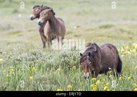 Poneys Exmoor Banque D'Images