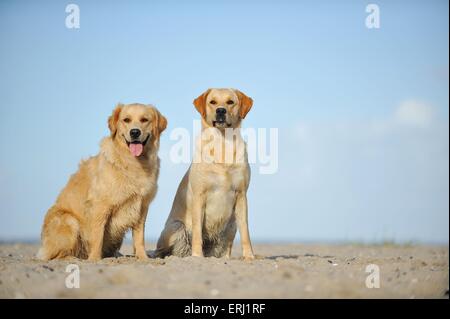 Labrador et Golden Retriever Banque D'Images