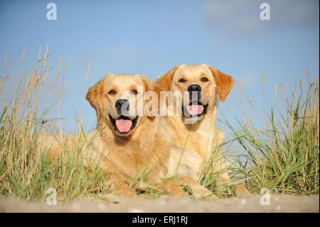 Labrador et Golden Retriever Banque D'Images