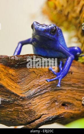 Blue poison dart frog Banque D'Images