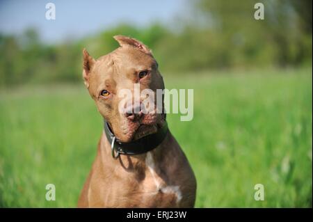 Bull-terrier américain de mine Portrait Banque D'Images