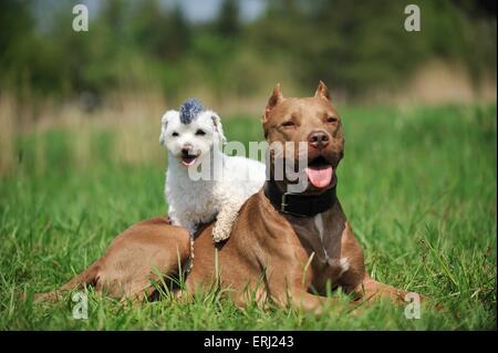 2 chiens Banque D'Images