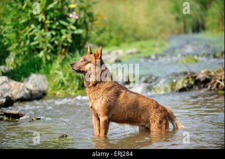 Chien de bétail australien de baignade Banque D'Images