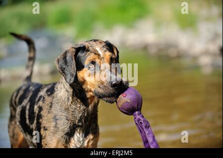 La récupération de Louisiana Catahoula Leopard Dog Banque D'Images