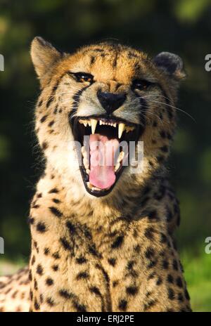 chasse-leopard Banque D'Images