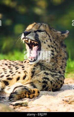 chasse-leopard Banque D'Images