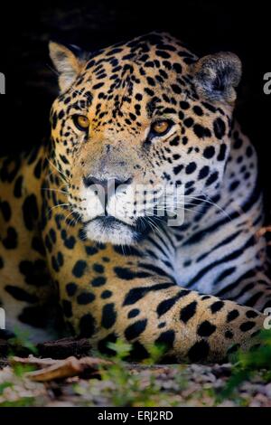 Jaguar Banque D'Images