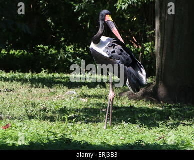 Homme selle de l'Afrique de l'Ouest (Ephippiorhynchus senegalensis cigogne bec) Banque D'Images