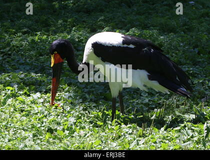 L'Afrique de l'Ouest féminin bec de selle (Ephippiorhynchus senegalensis) stork nourriture Banque D'Images