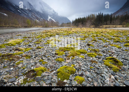 Mousse verte sur des pierres sur les bords de rivière dans la vallée de Romsdalen Rauma Rauma, kommune, Møre og Romsdal fylke, la Norvège. Banque D'Images