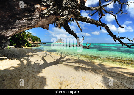 Plage sur l'île de Mahe, Seychelles, Anse Royale Banque D'Images