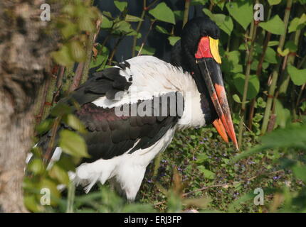 Homme selle de l'Afrique de l'Ouest (Ephippiorhynchus senegalensis cigogne bec) Banque D'Images