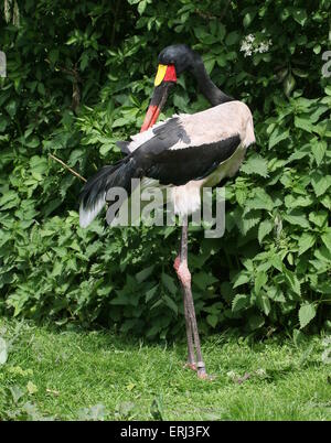 Homme selle de l'Afrique de l'Ouest (Ephippiorhynchus senegalensis cigogne bec) se lissant ses plumes de queue Banque D'Images