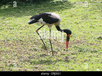 Homme selle de l'Afrique de l'Ouest (Ephippiorhynchus senegalensis cigogne bec) de nourriture dans l'herbe Banque D'Images