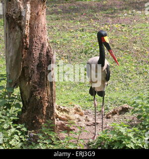 Homme selle de l'Afrique de l'Ouest (Ephippiorhynchus senegalensis cigogne bec) Banque D'Images