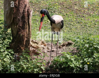 Homme selle de l'Afrique de l'Ouest (Ephippiorhynchus senegalensis cigogne bec) Banque D'Images