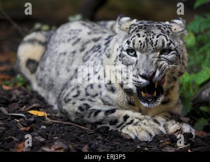 Lying snow leopard Banque D'Images