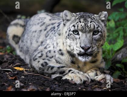 Lying snow leopard Banque D'Images