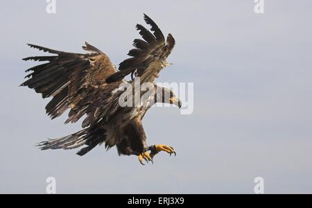 Golden Eagle vol Banque D'Images