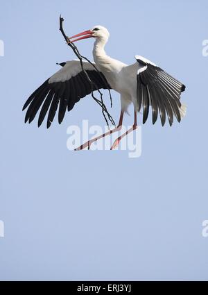 Cigogne blanche Banque D'Images