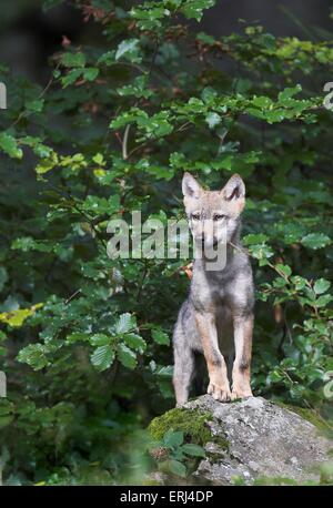 Loup Banque D'Images