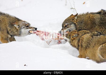 Les loups manger dans la neige Banque D'Images