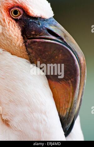 Flamant rose Banque D'Images