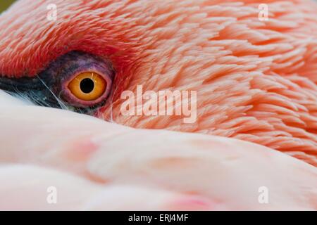 Flamant rose Banque D'Images