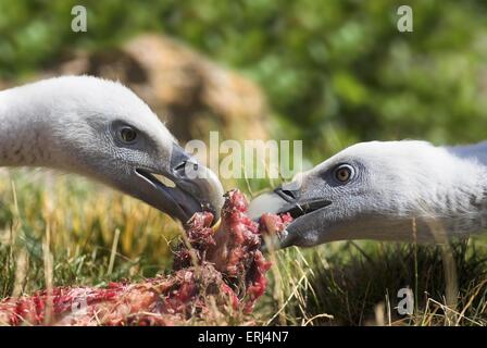 Griffon Banque D'Images