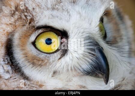 Canadian Eagle owl Banque D'Images