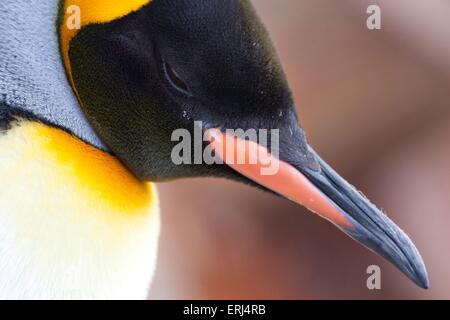 le roi penguin Banque D'Images