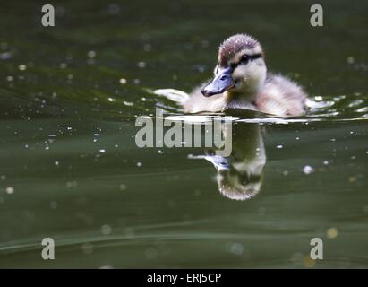 jeune canard colvert Banque D'Images