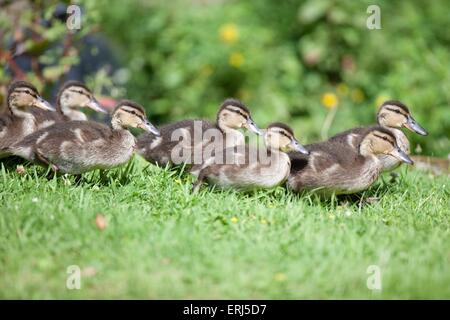 jeunes canards colverts Banque D'Images