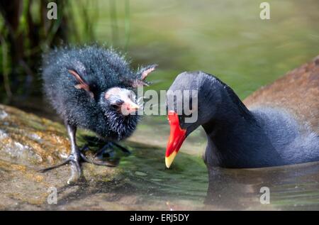 Les gallinules commun Banque D'Images