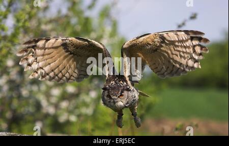 Hibou grand-duc Banque D'Images