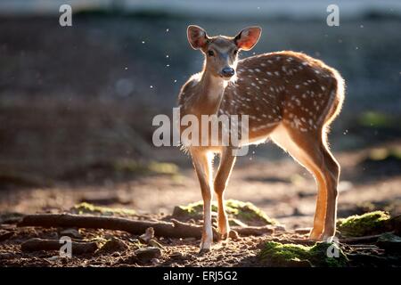 Cerf Axis Banque D'Images