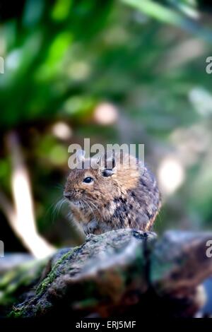 Octodon degus Banque D'Images