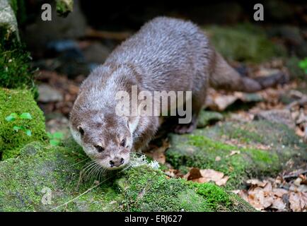 Loutre commune Banque D'Images