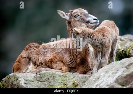 mouflons Banque D'Images