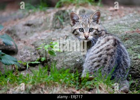 jeune chat sauvage Banque D'Images